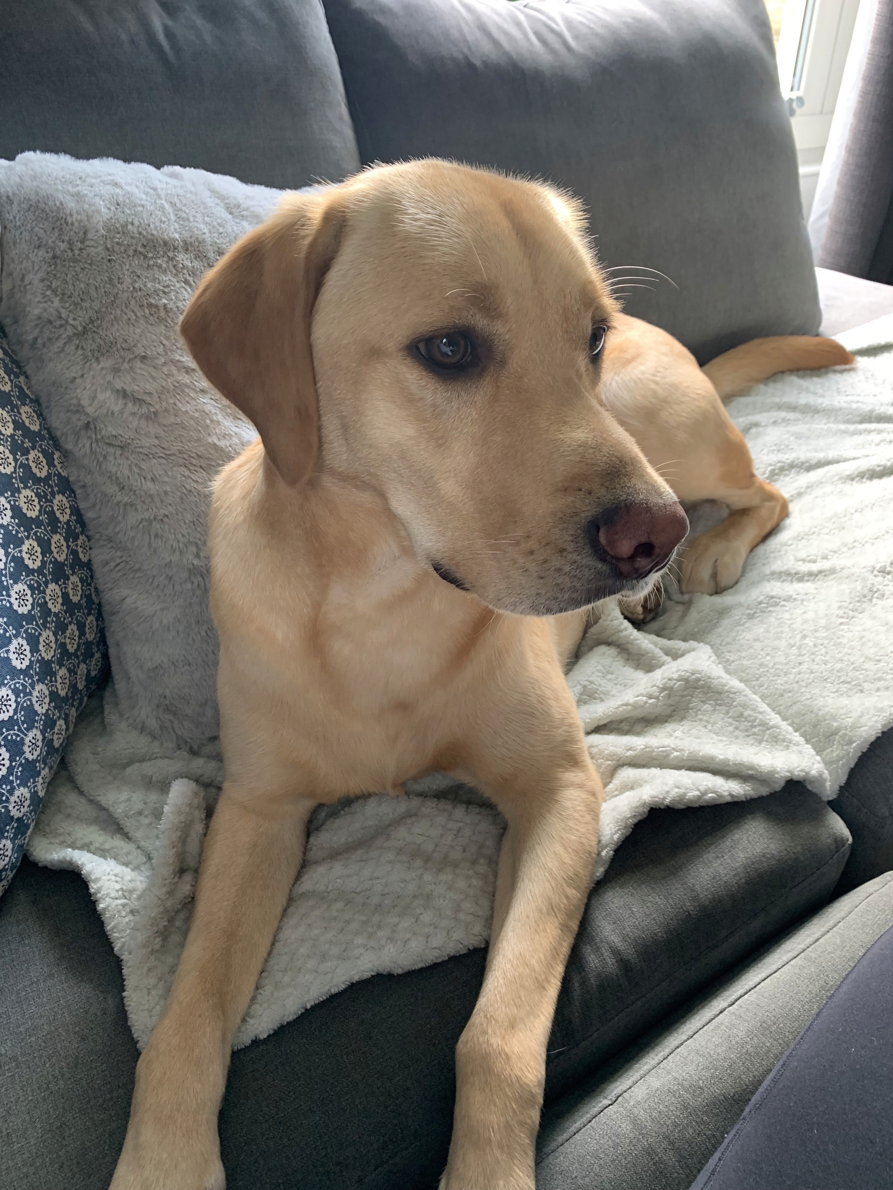 Circular image of a yellow labrador sitting on a grey sofa