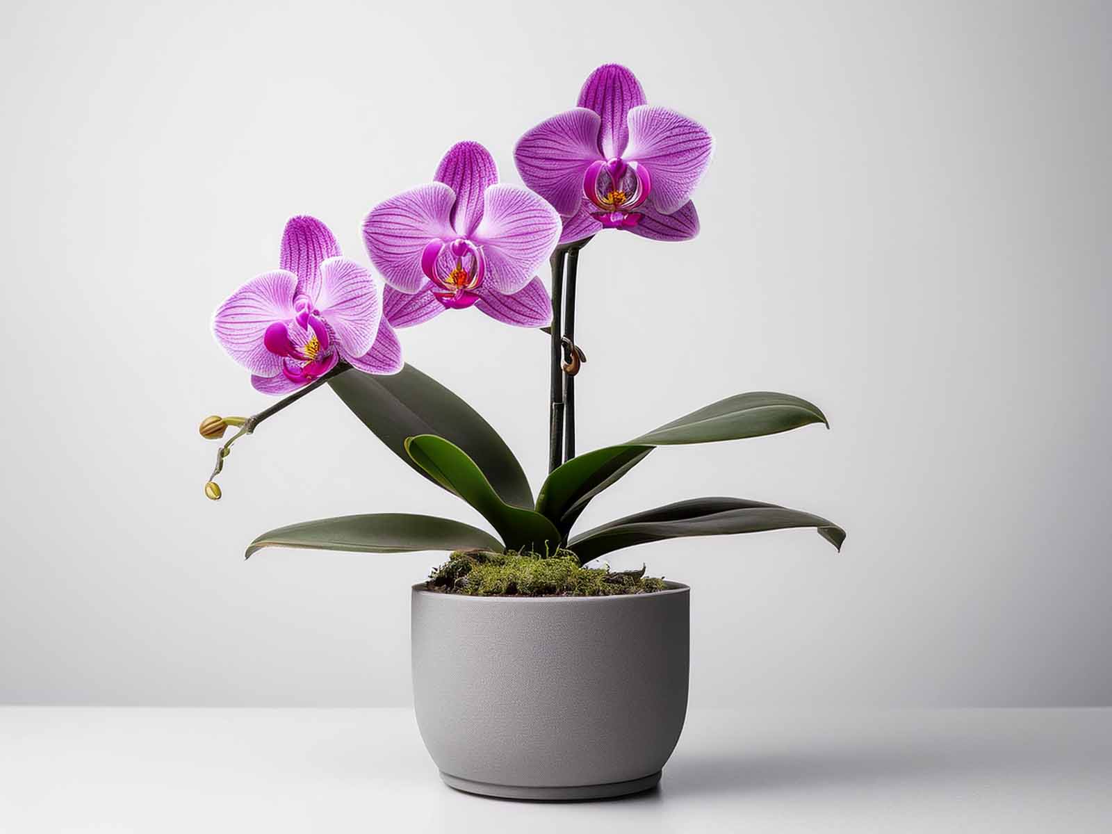 Purple Phalaenopsis Orchid with vibrant blooms and glossy leaves in a modern St. Louis office, supplied by Tropical Decor