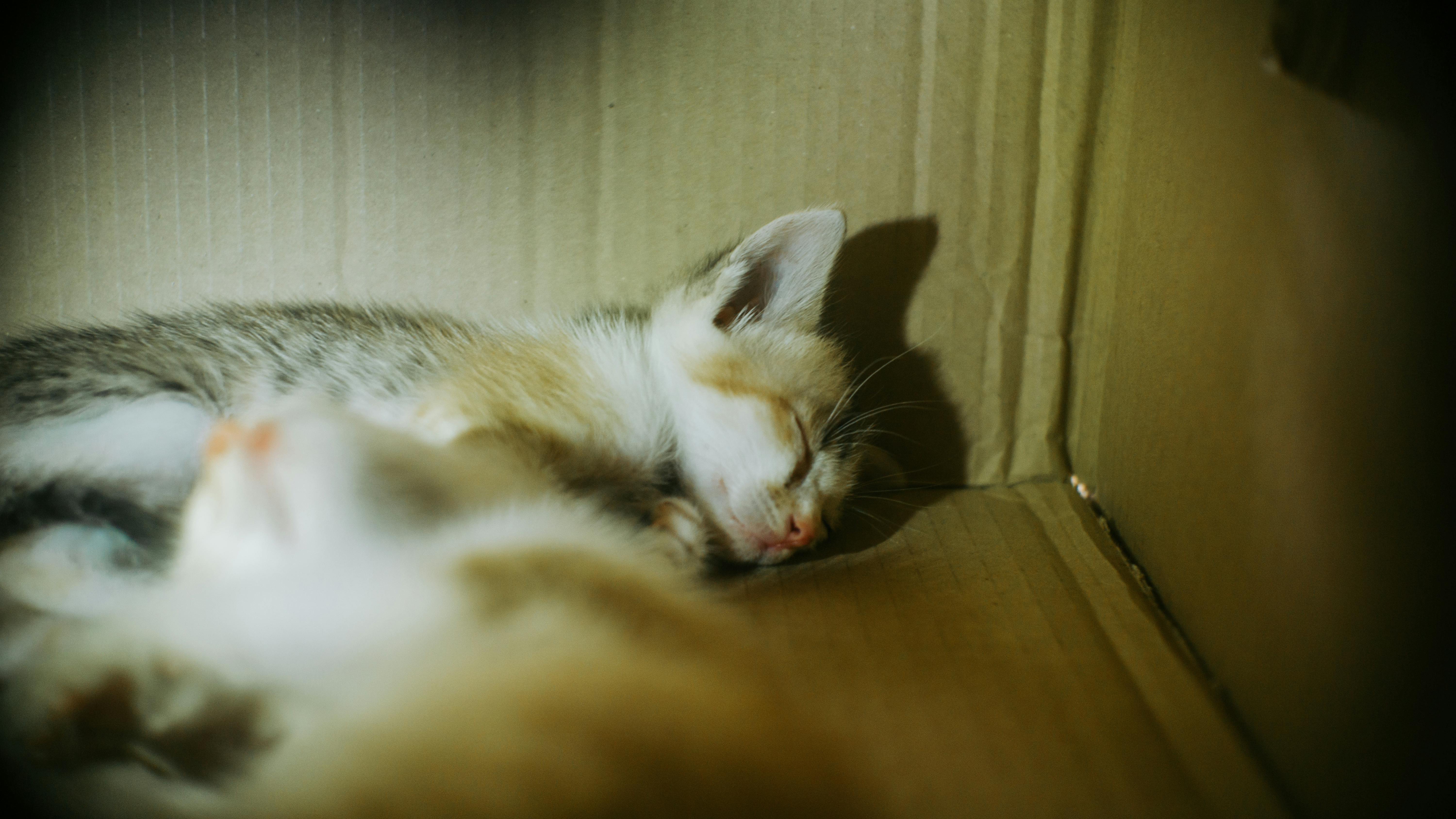 kitten sleeping