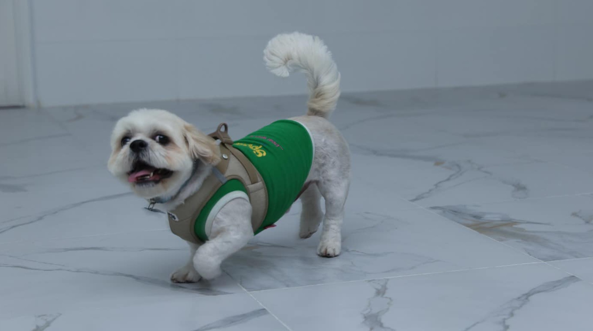 A dog wearing a harness and a green shirt is walking on the white tiles.
