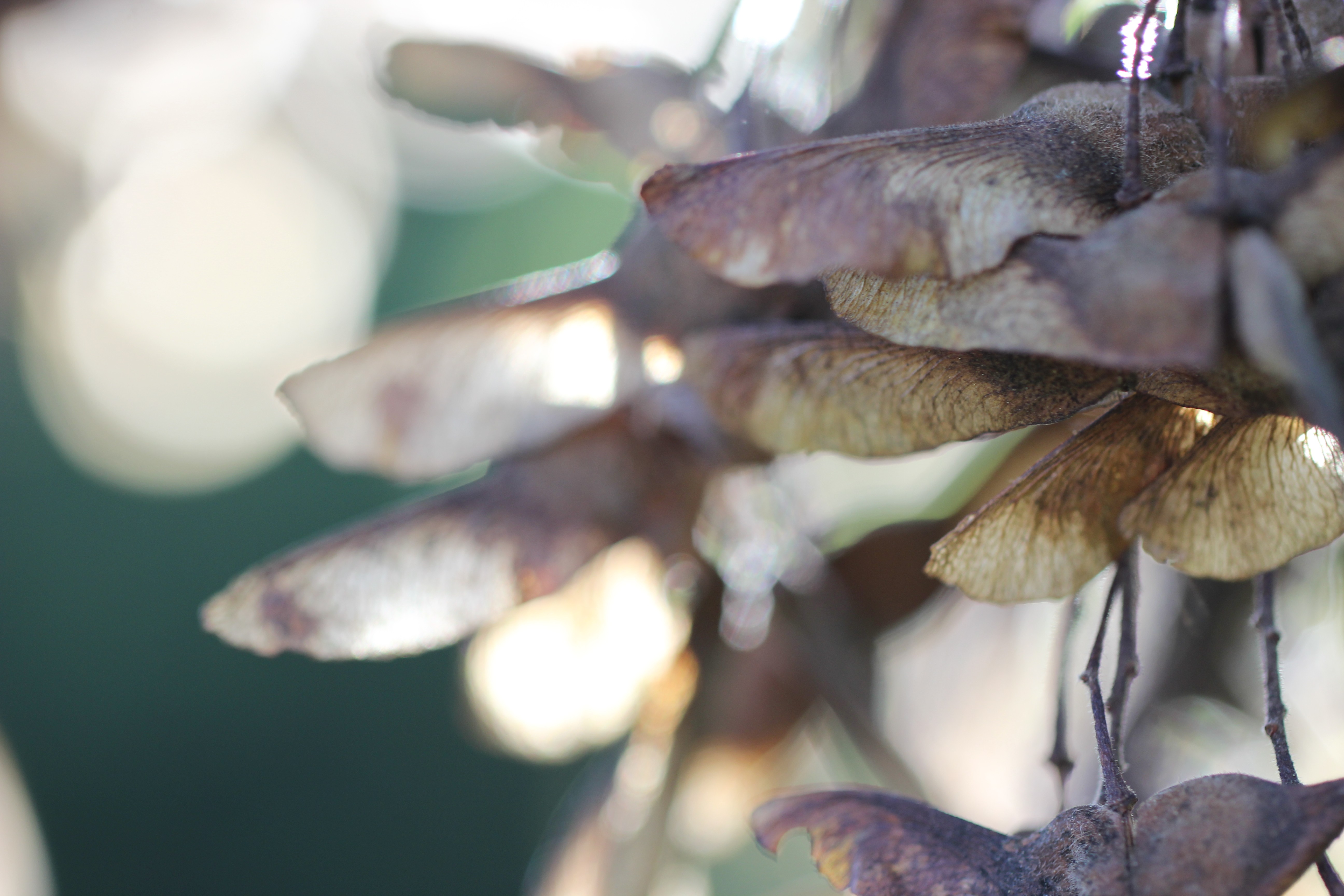 a black and white cat laying on top of a white wall