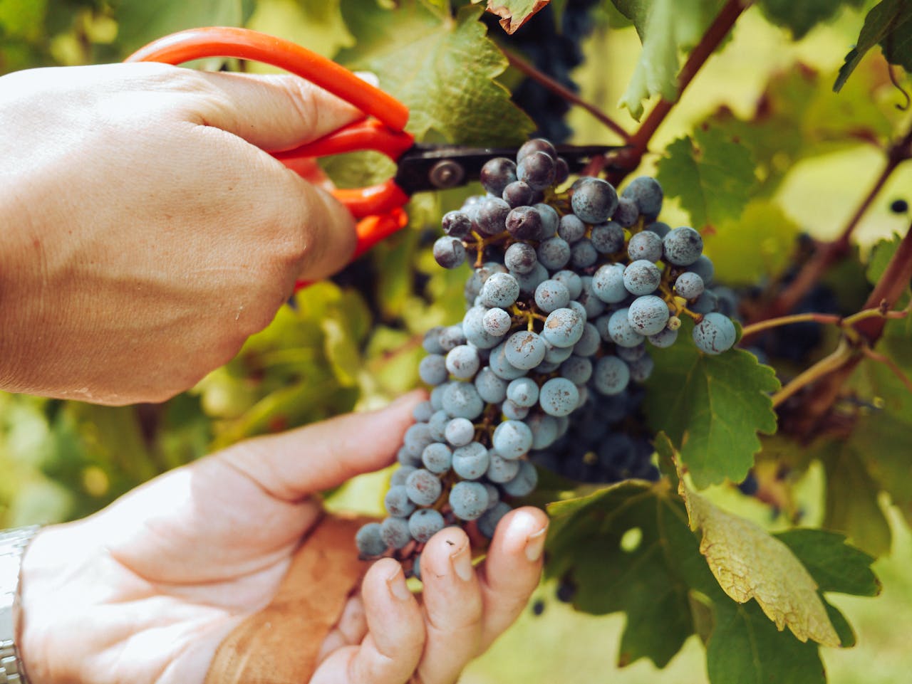 A grape being harvested
