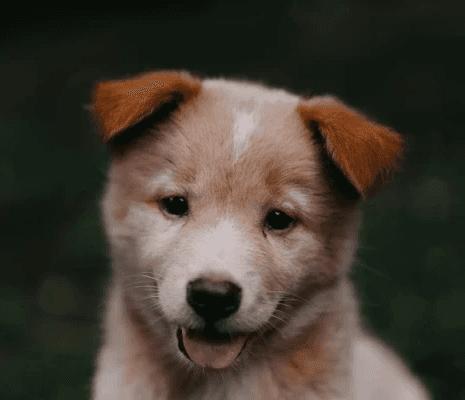 Young puppy with tan and white fur, looking at the camera.