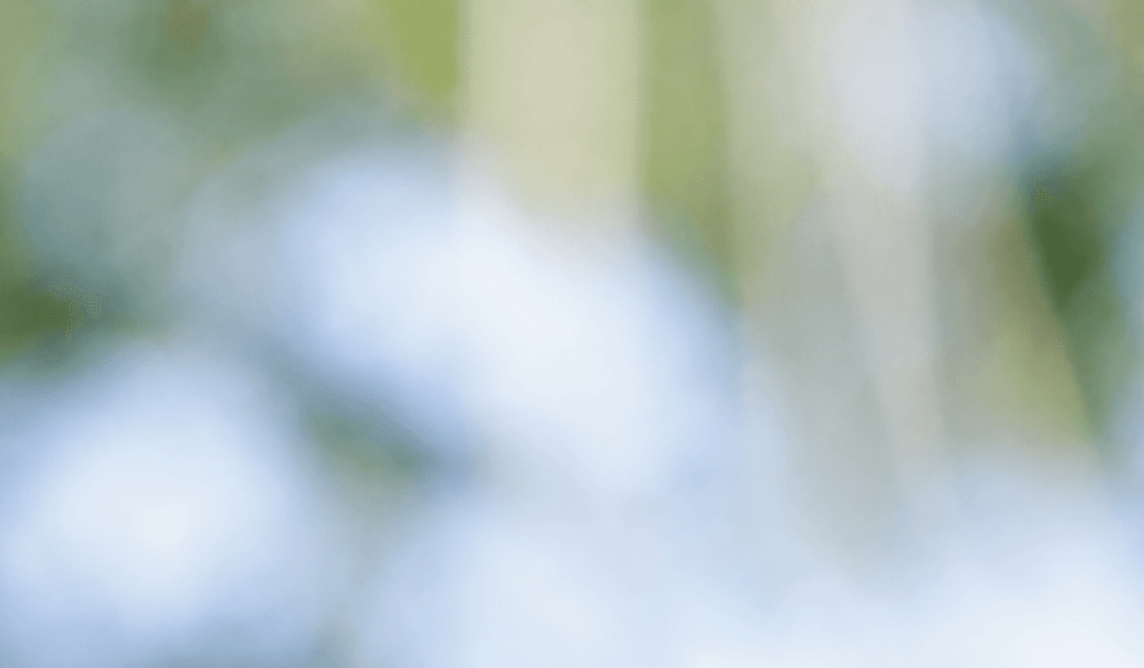 Blur Foliage Background