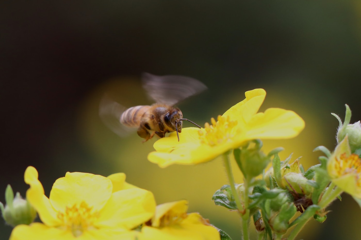 Abelha em voo sobre uma flor amarela