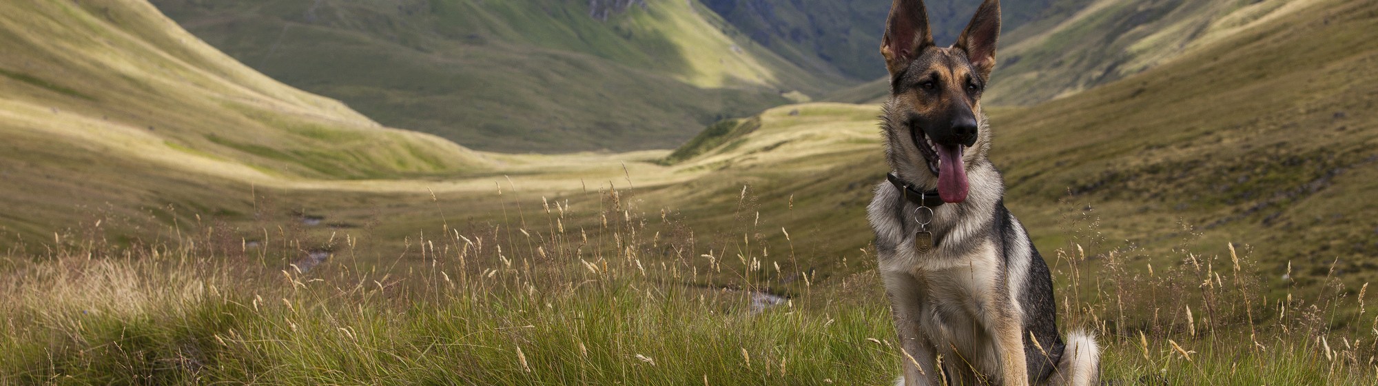 German Shepherd sitting in front of a majestic highlands landscape.