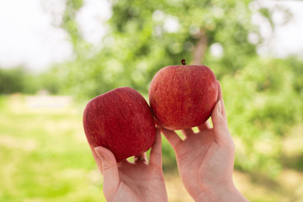 Apples picked from a farm in Kuroishi, Aomori