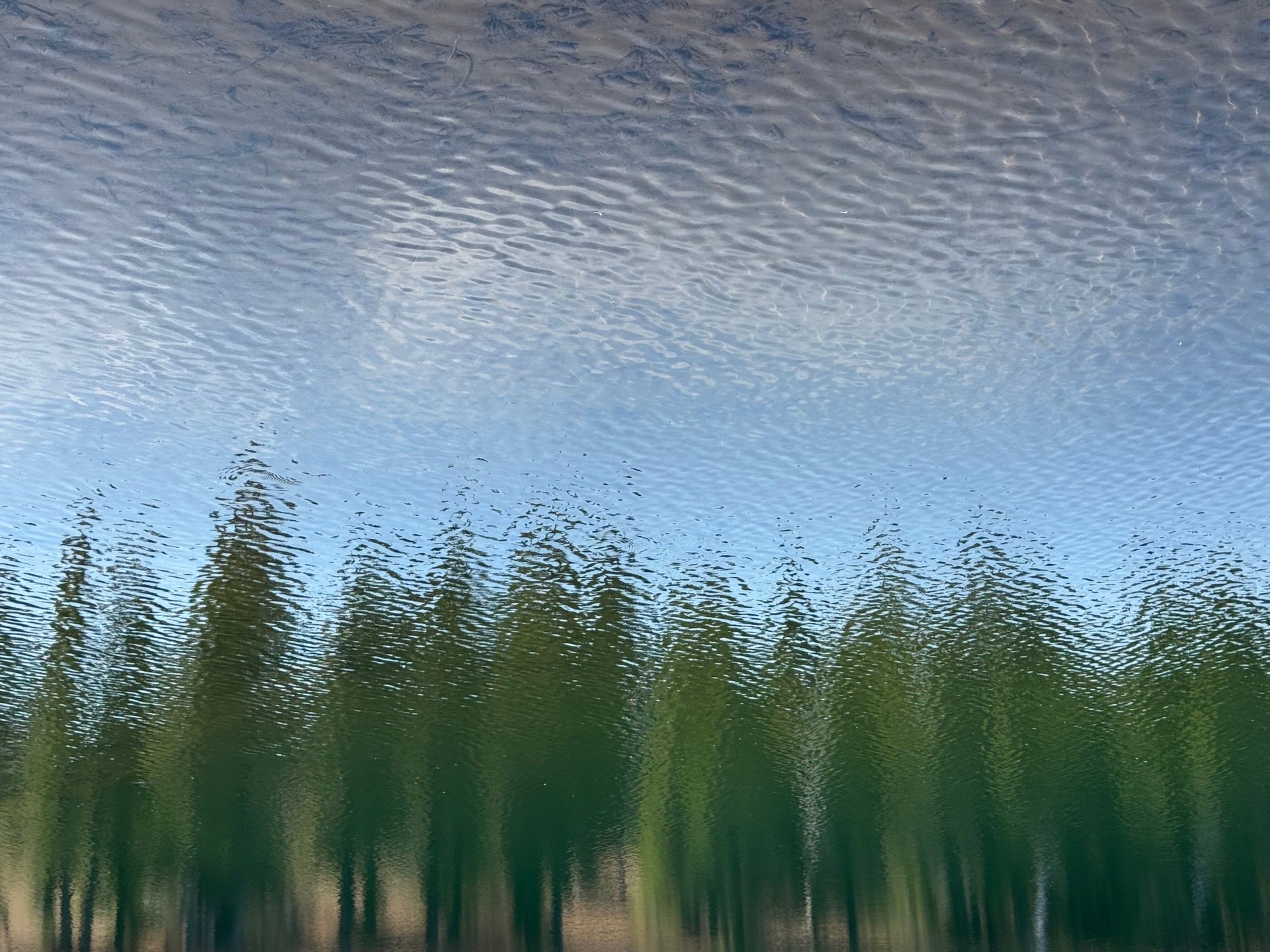 A reflection of trees in a lake