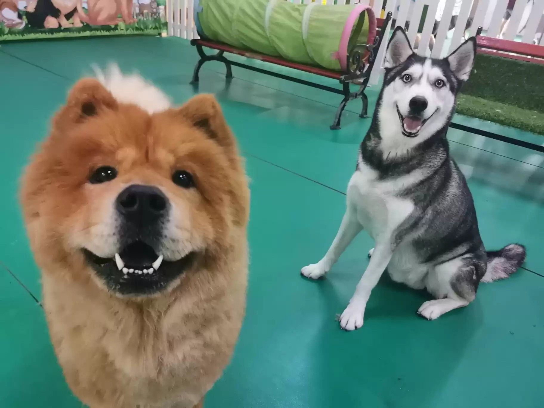 Brunos Play Center boarding for pets