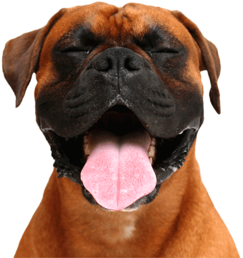 dog-img