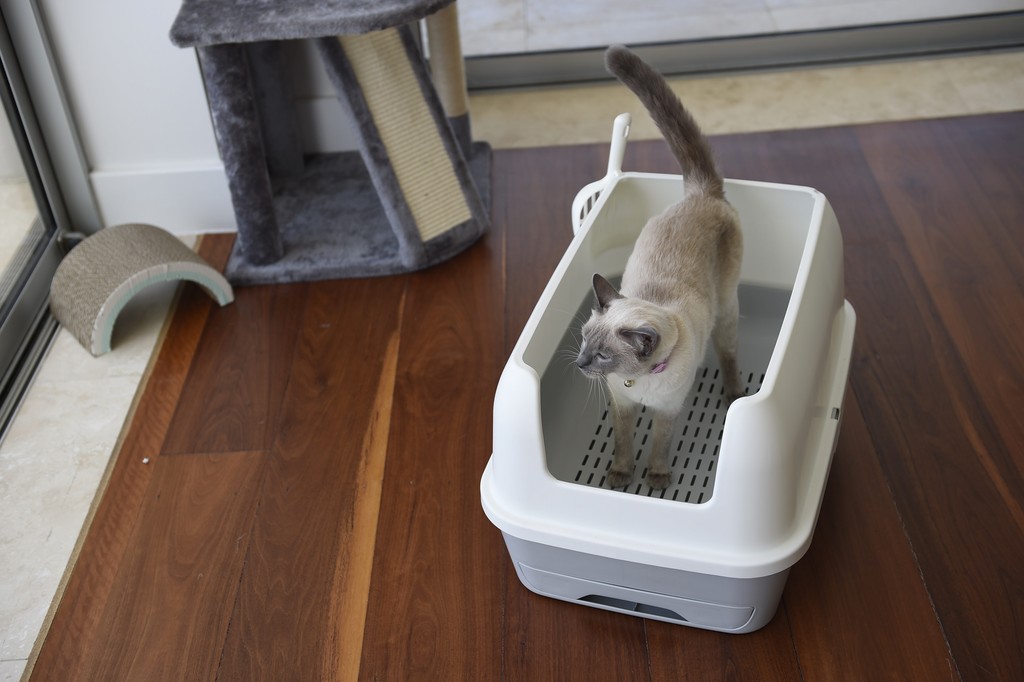 A Siamese cat stands in a white litter box with a high back and side design, placed on a wooden floor near a gray cat tree and scratching post by a window.