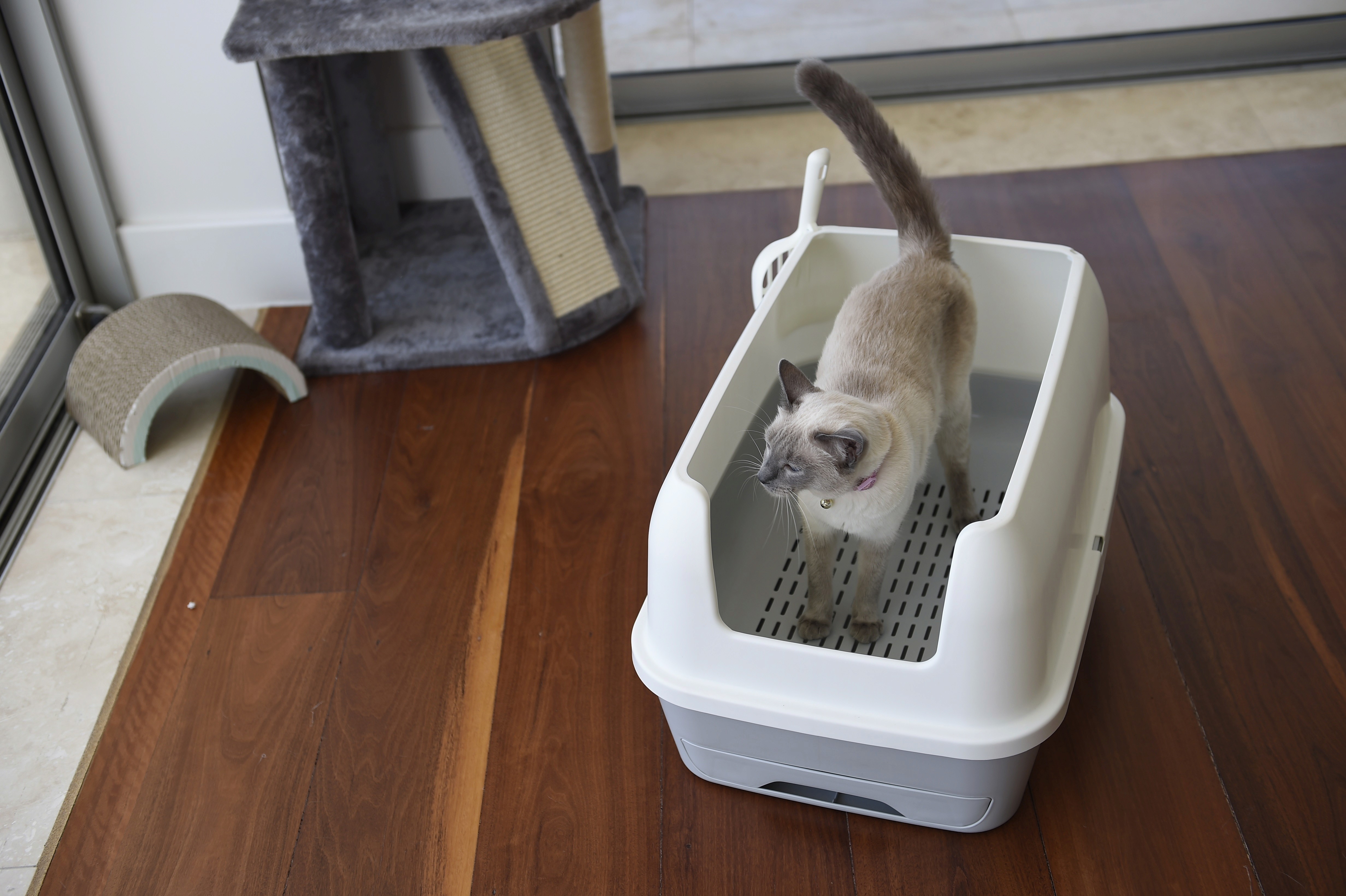 A Siamese cat stands in a white litter box with a high back and side design, placed on a wooden floor near a gray cat tree and scratching post by a window.