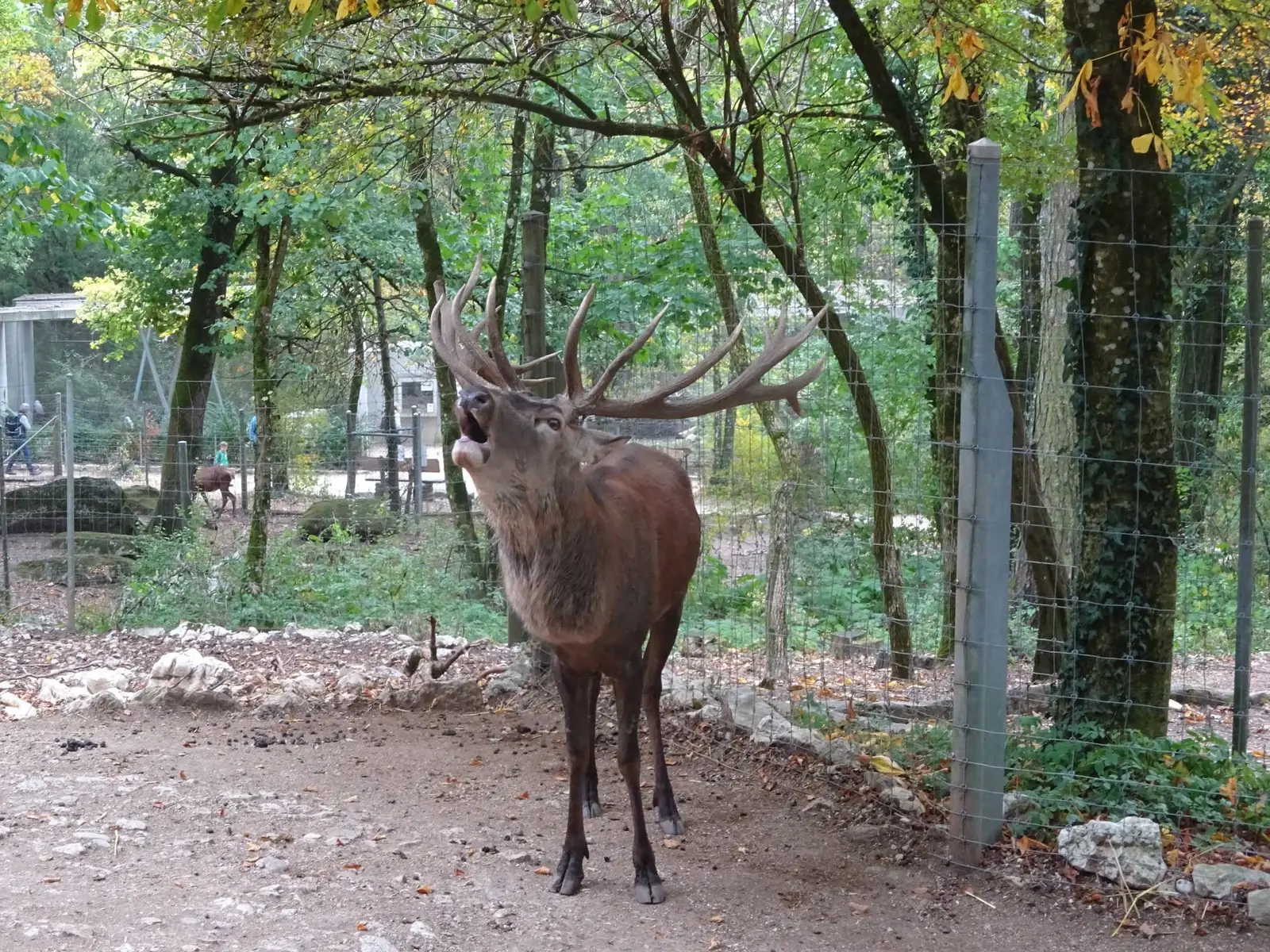 Rothirsch im Tierpark Biel