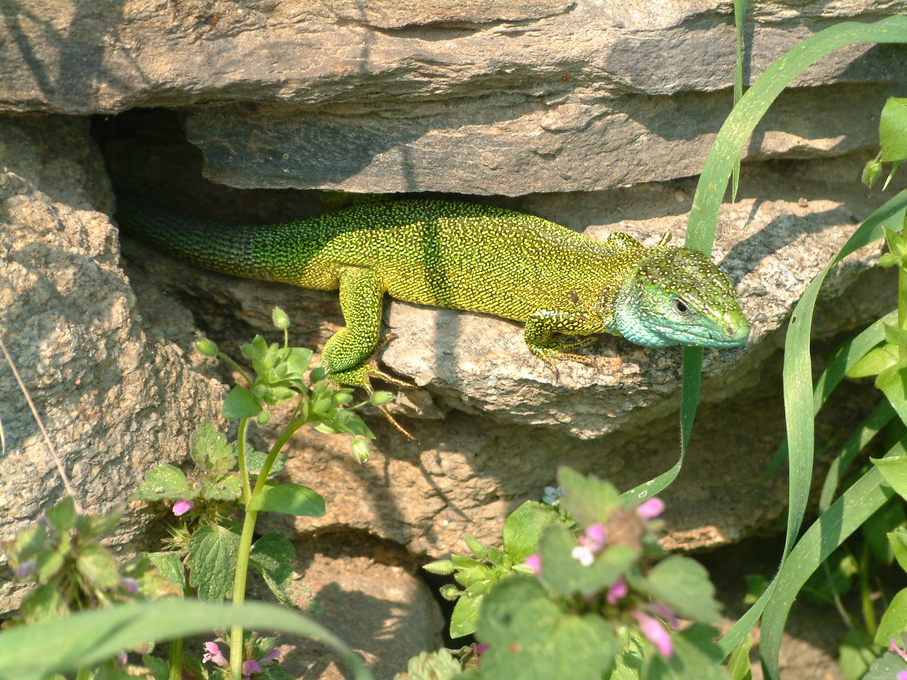Smaragdeidechse bei Trockenmauer Foto von Trockensteinmauernschule.Austria