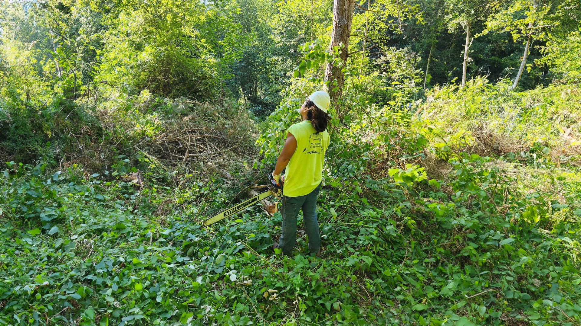 Tree Removal