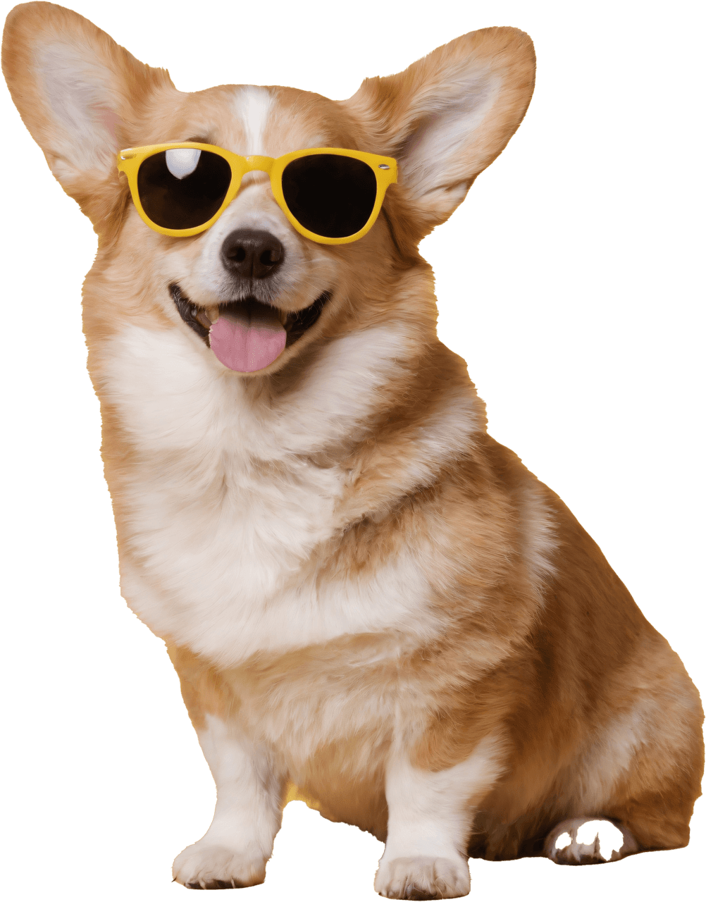 doggy doggy home dubai