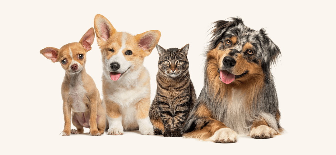 A Guide to the Best Pet Shops in Dubai