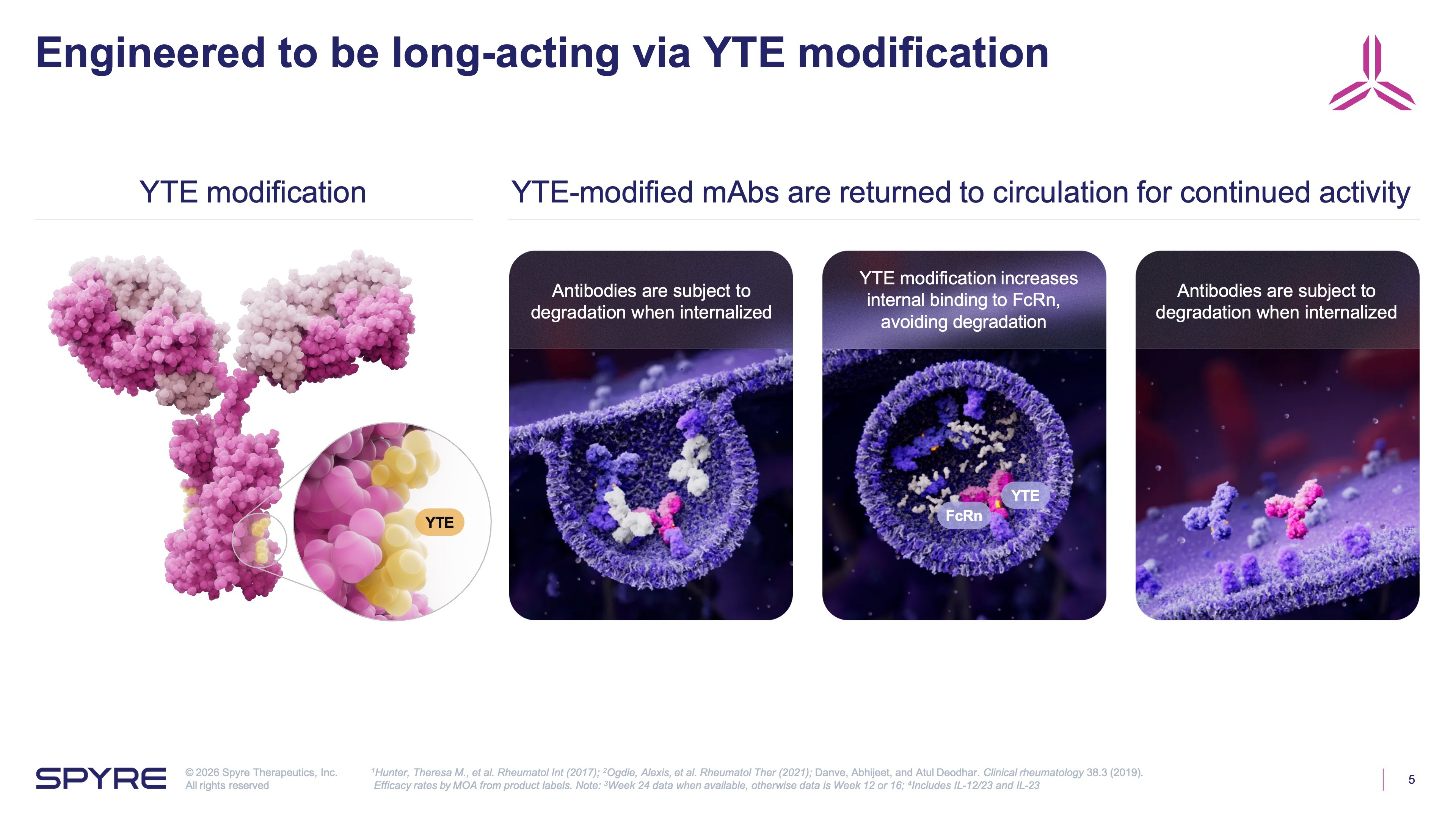 3D models showing how YTE modification allows antibodies to avoid degradation and remain active longer in the body.
