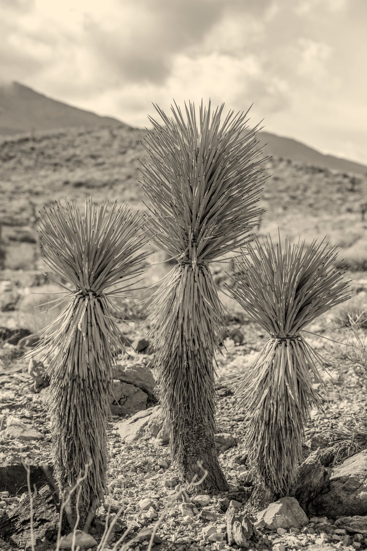 Three desert yucca plants on a rocky slope