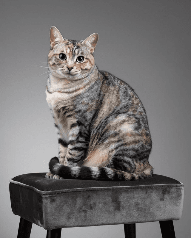 Cat Portrait Fine Art Photography