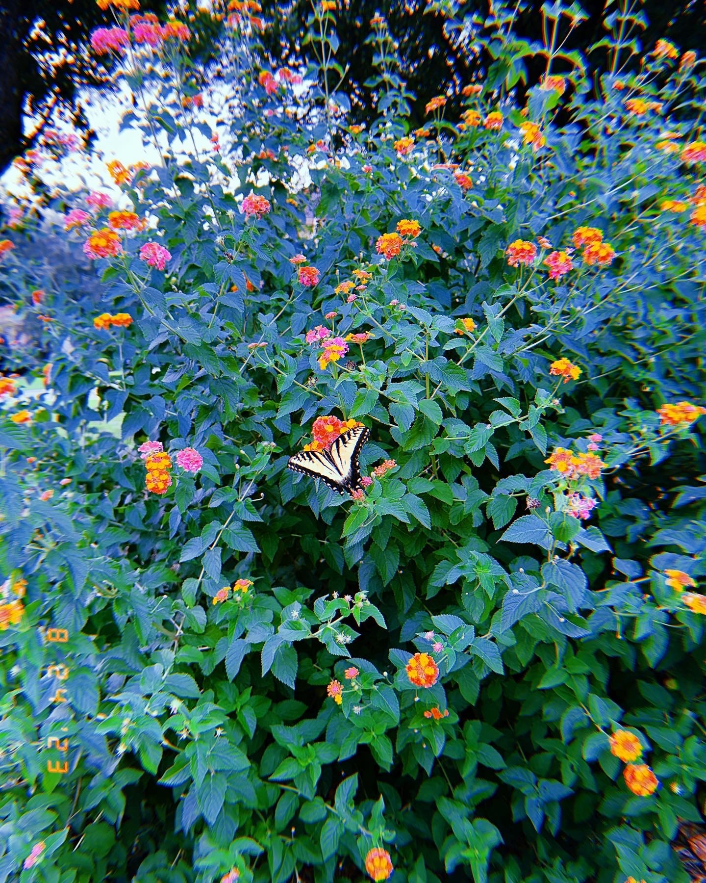A yellow and black butterfly rests among pink and orange flower clusters and dense green leaves.