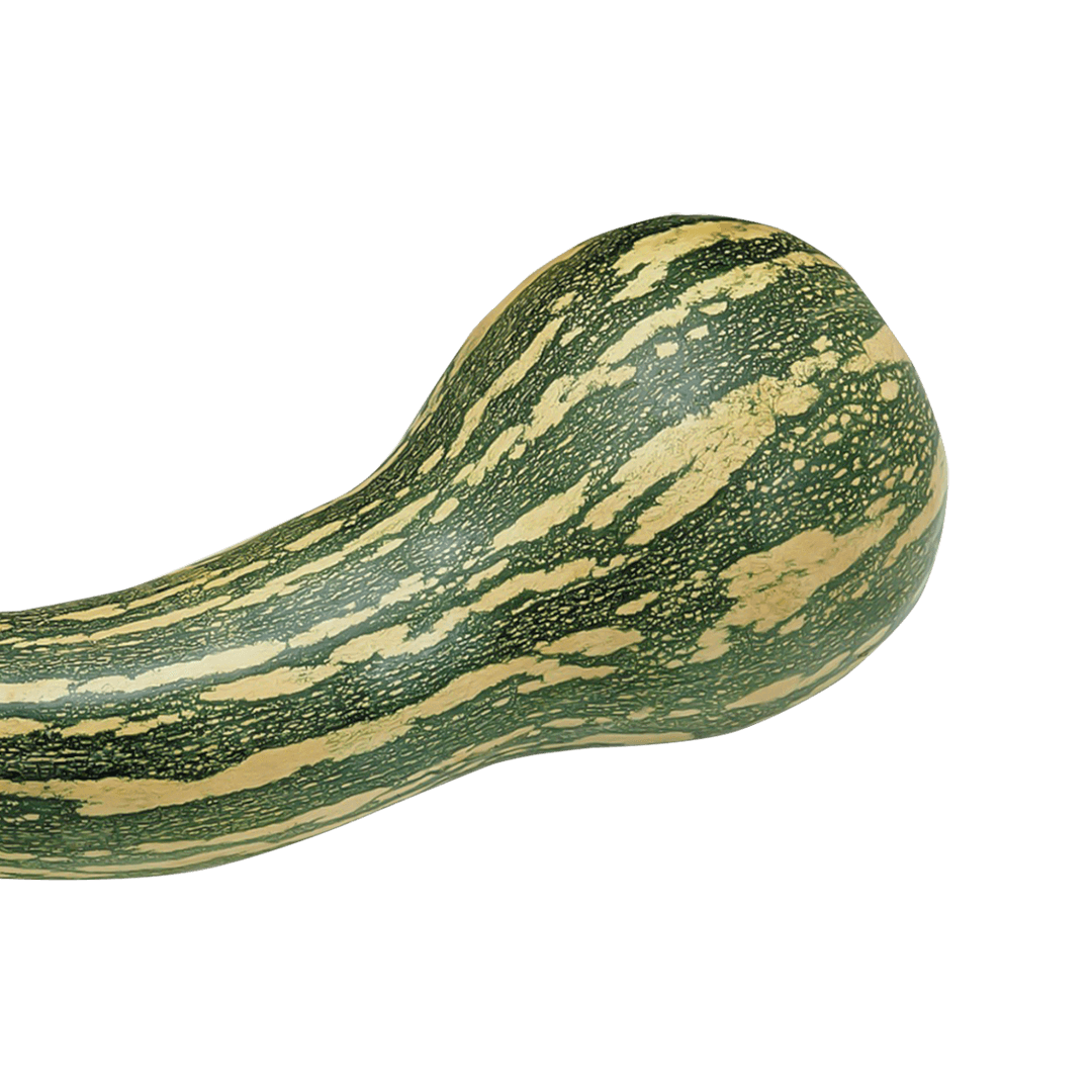 abóbora-canhão-seca-gigante