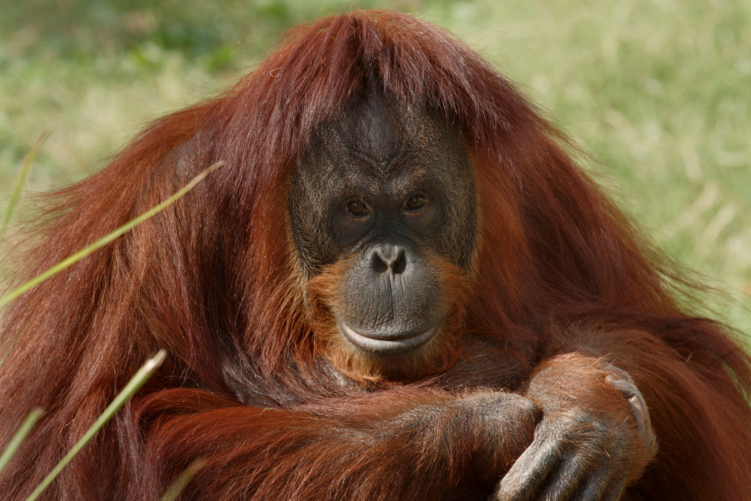An orangutan with long reddish-brown fur sits outdoors.