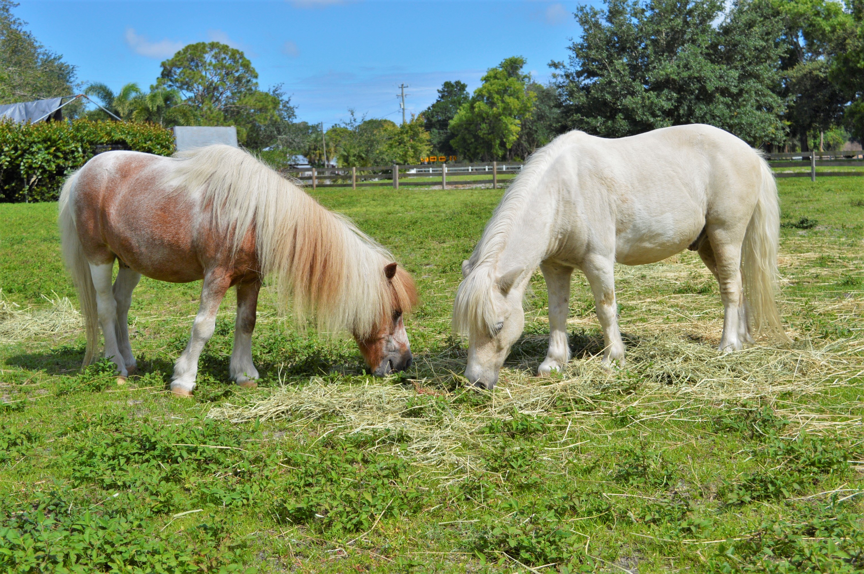 close-up of a mini horse