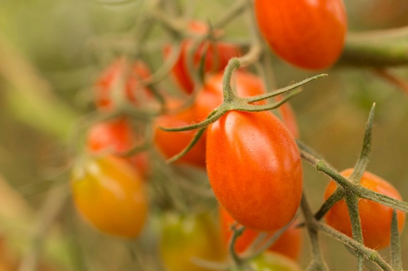 Essiccare i pomodori