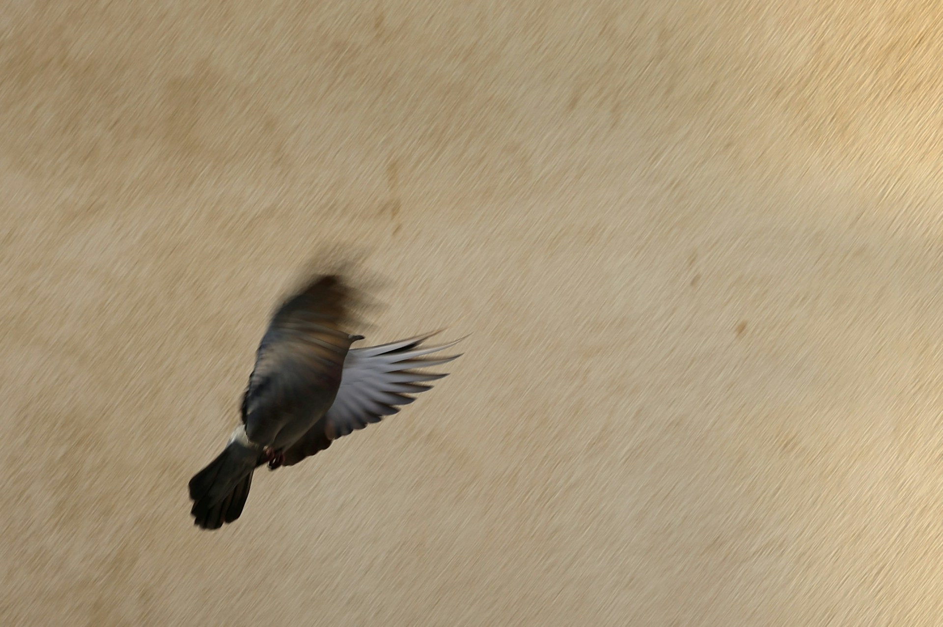 Pigeon in flight, taken in Abu Dhabi