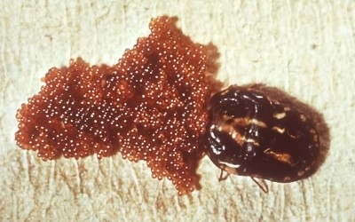 Ovos de carrapatos