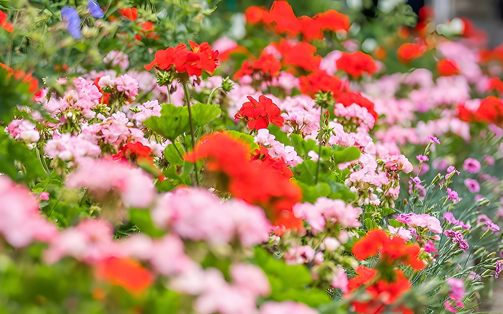 从巴黎出发,参加莫奈花园-吉维尼的导览游,欣赏五彩缤纷的花卉。