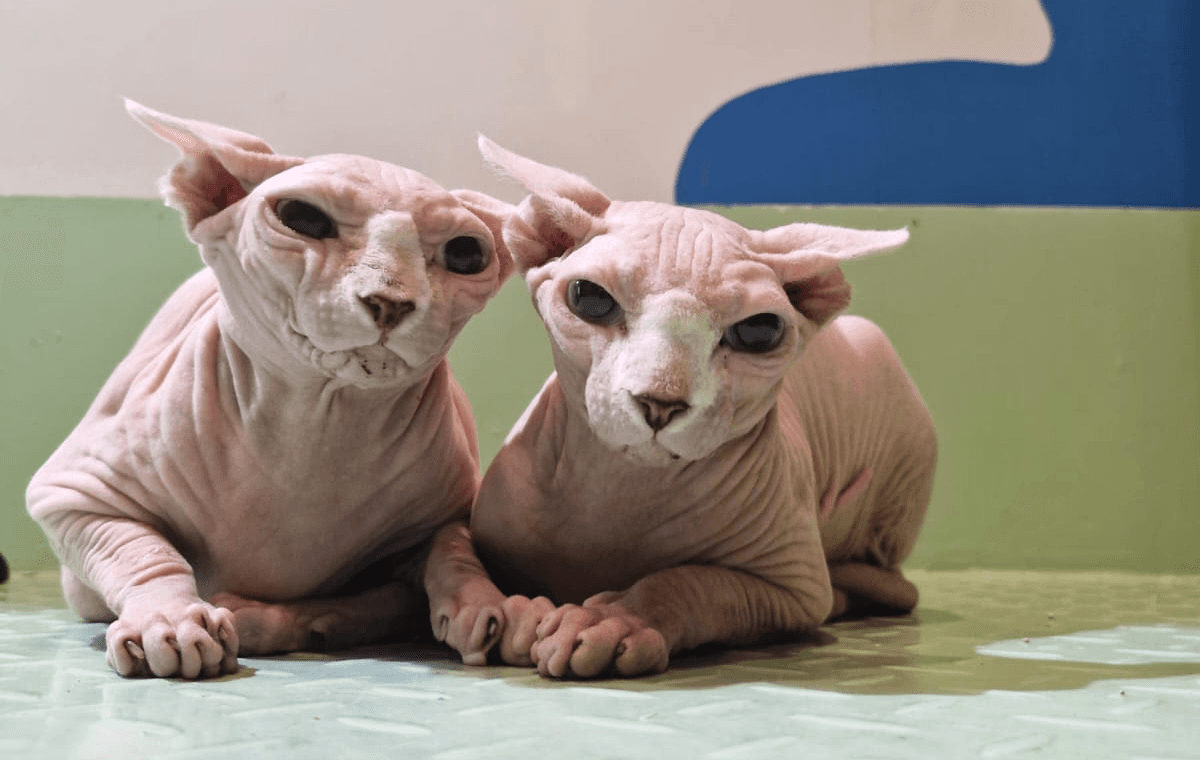 Two calm sphynx cats sitting on the floor, resting peacefully after their neutering procedure.