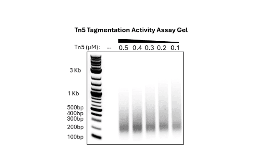 Tn5 Tagmentation Activity Assay Gel