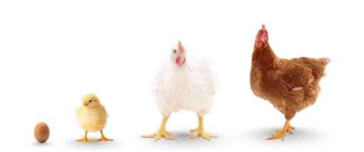Egg, chick, broiler and laying hen