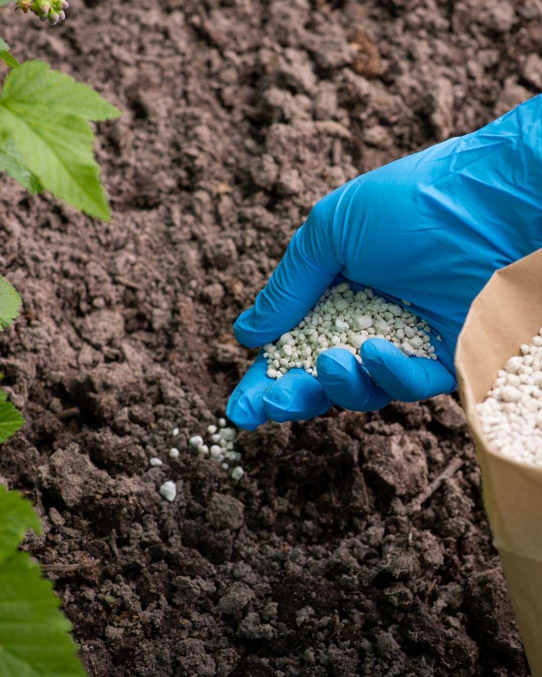 How Can We Help With Residential Tree Fertilization 