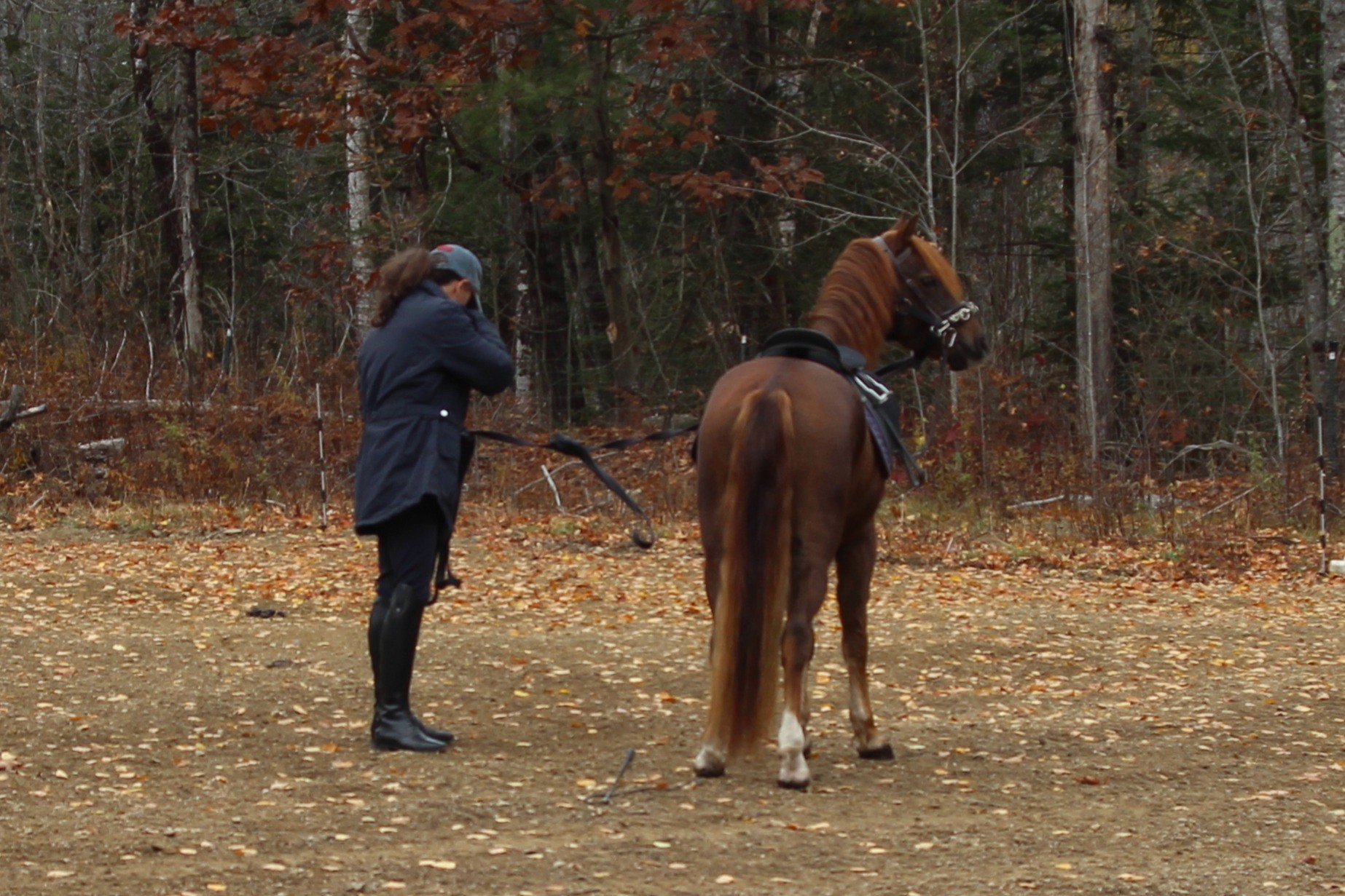 horse,-nature,-horses,-jumper,-hunter,-equestrian,-animal,-riding,-ride,-competi - clarencealford (pixabay)