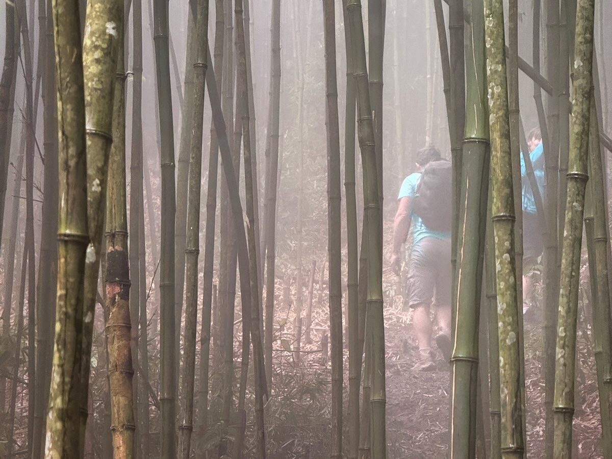 Hikers walking through a misty bamboo forest on a mountain trail near Sapa.