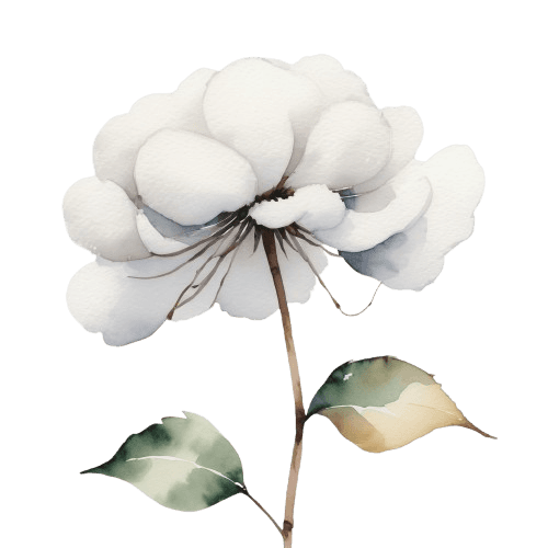 Image of a cotton plant