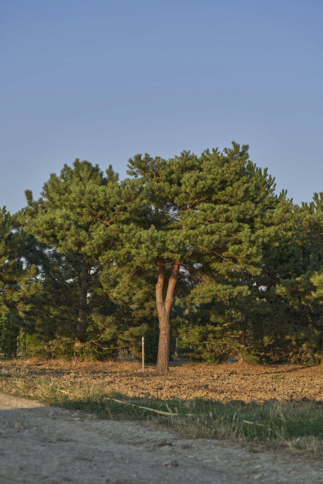 Pinus sylvestris mit geradem Stamm, locker ausladender Krone und dichten Büscheln aus blaugrünen Nadeln.