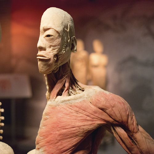 在博物馆环境中展示的详细人体躯干和头部解剖模型，展示了肌肉和肌腱。