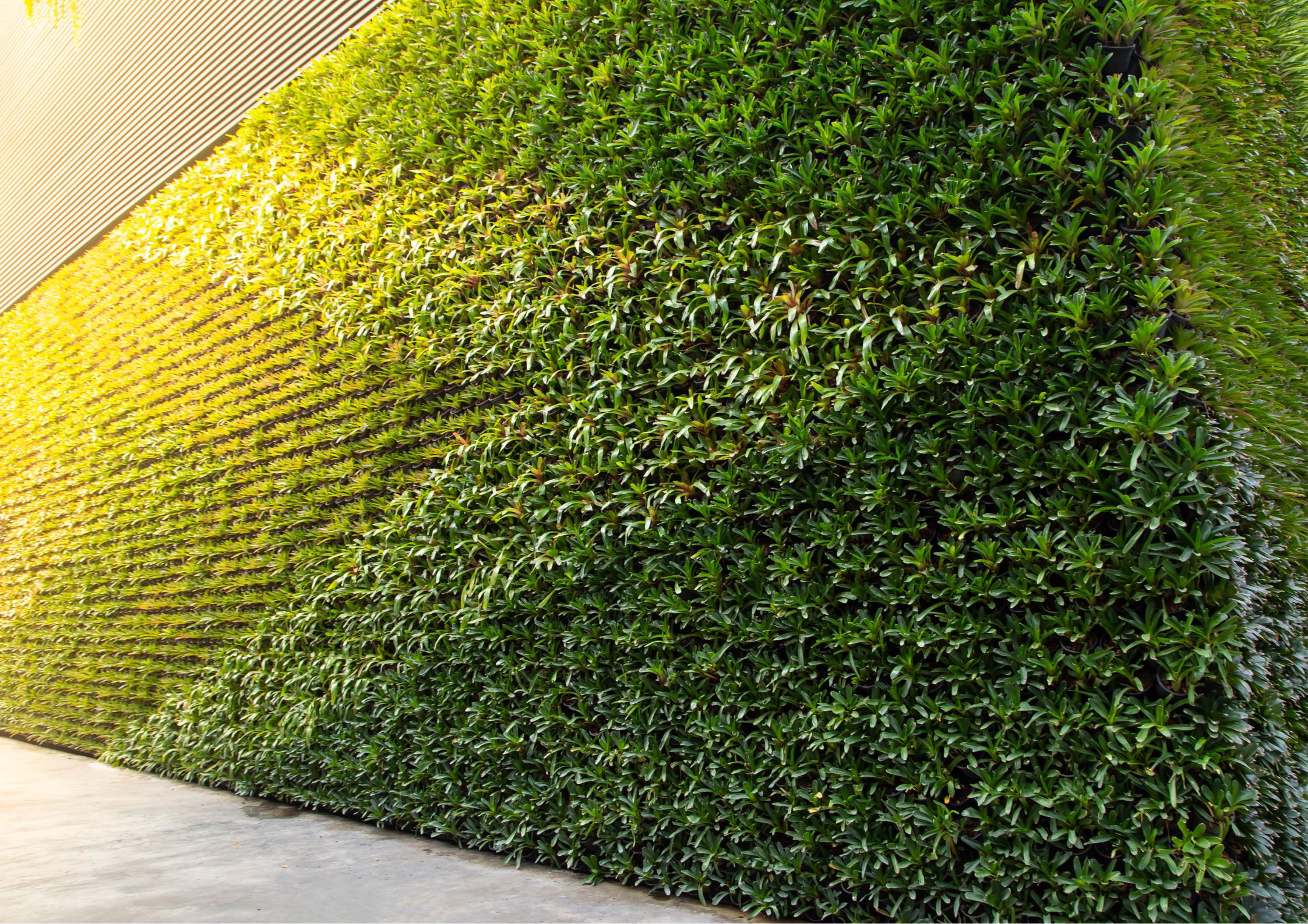 Green wall structure with indoor plants