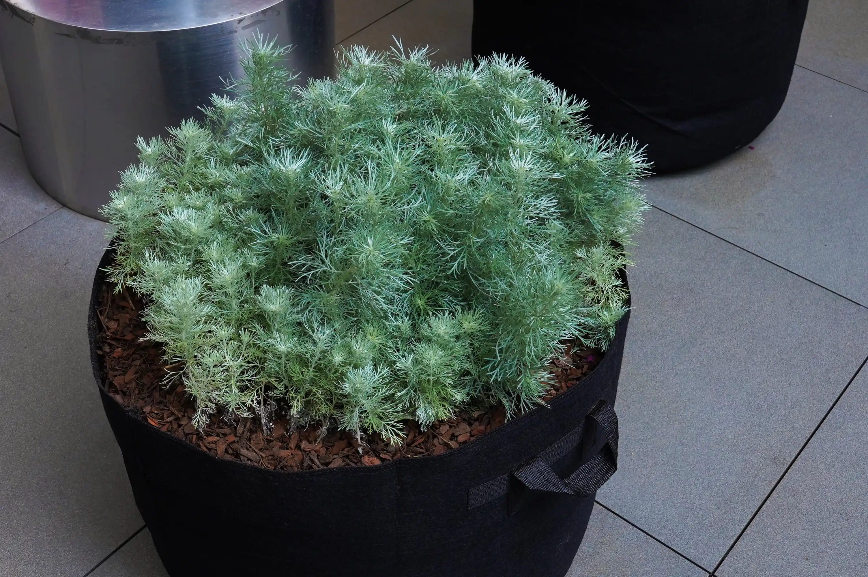 화분에 은쑥을 심은 모습