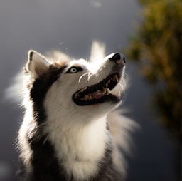 drama pet headshot