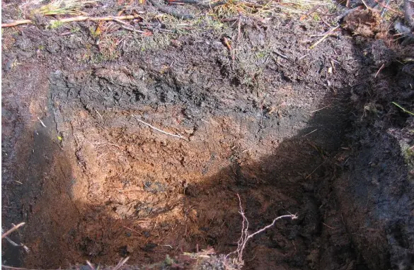 Peaty Soil