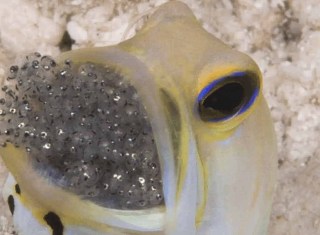 Yellowhead Jawfish from Bonaire