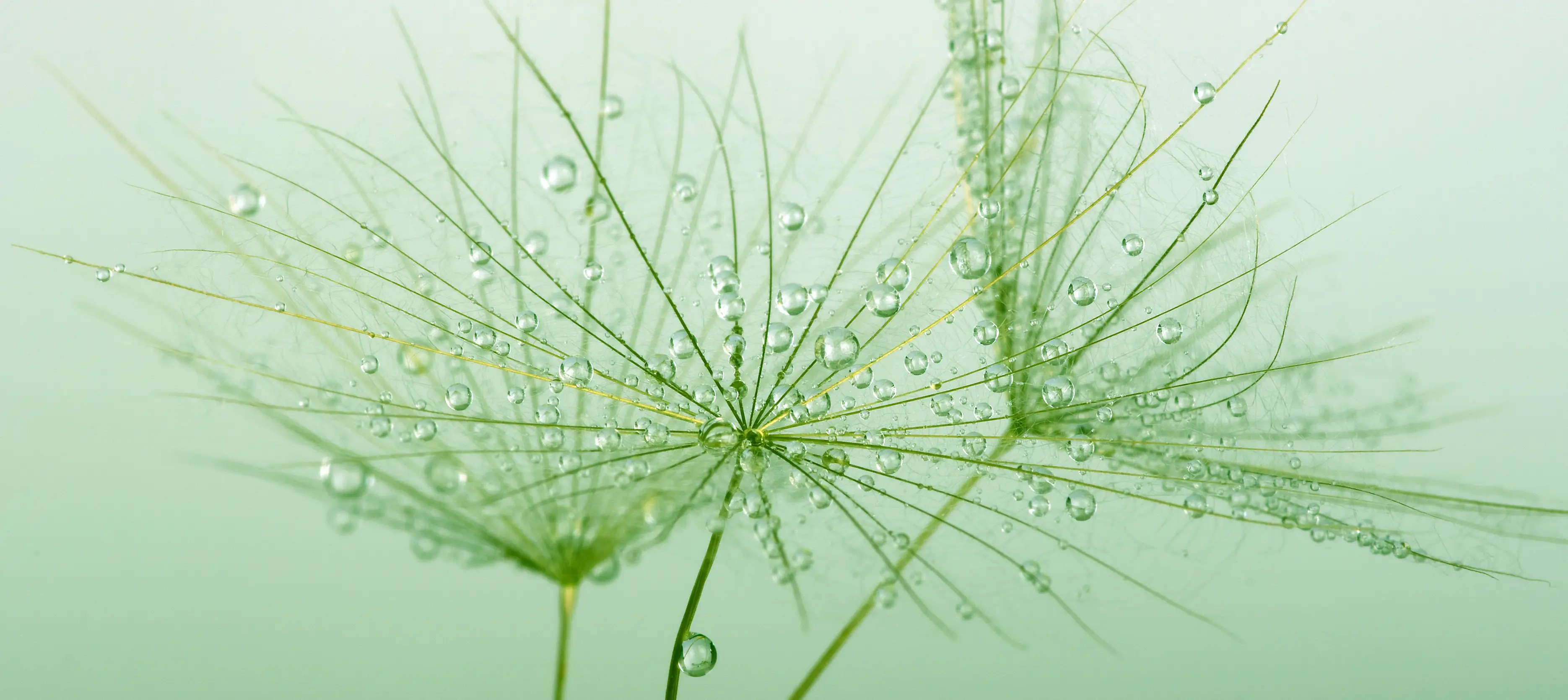 Dr. Cécile Valantin imagery suggestion – soft-focus natural textures with gentle light gradients and organic forms for healing identity by Teatime Studio