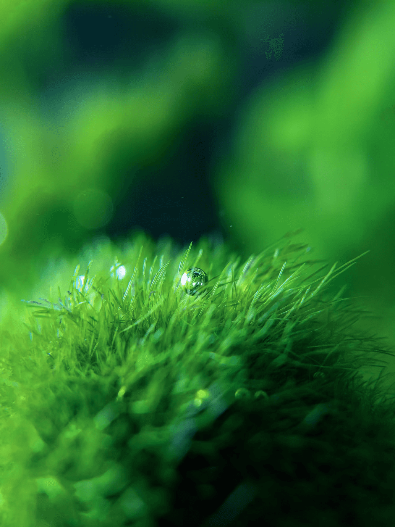 Close-up of bright green grass blades