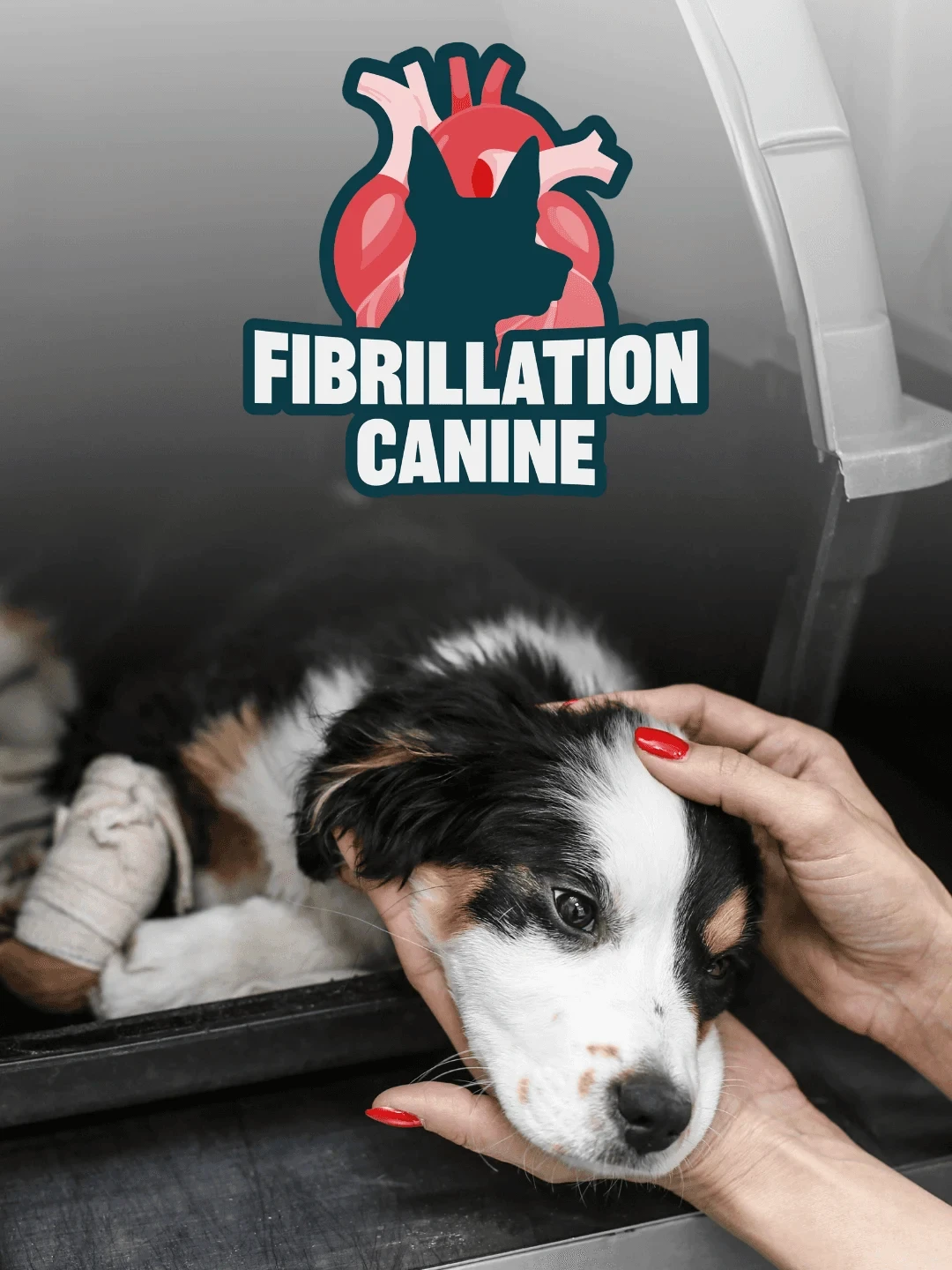 Logo Fibrillation Canine conçu par Coralie De Almeida, structure de formation aux premiers secours canins