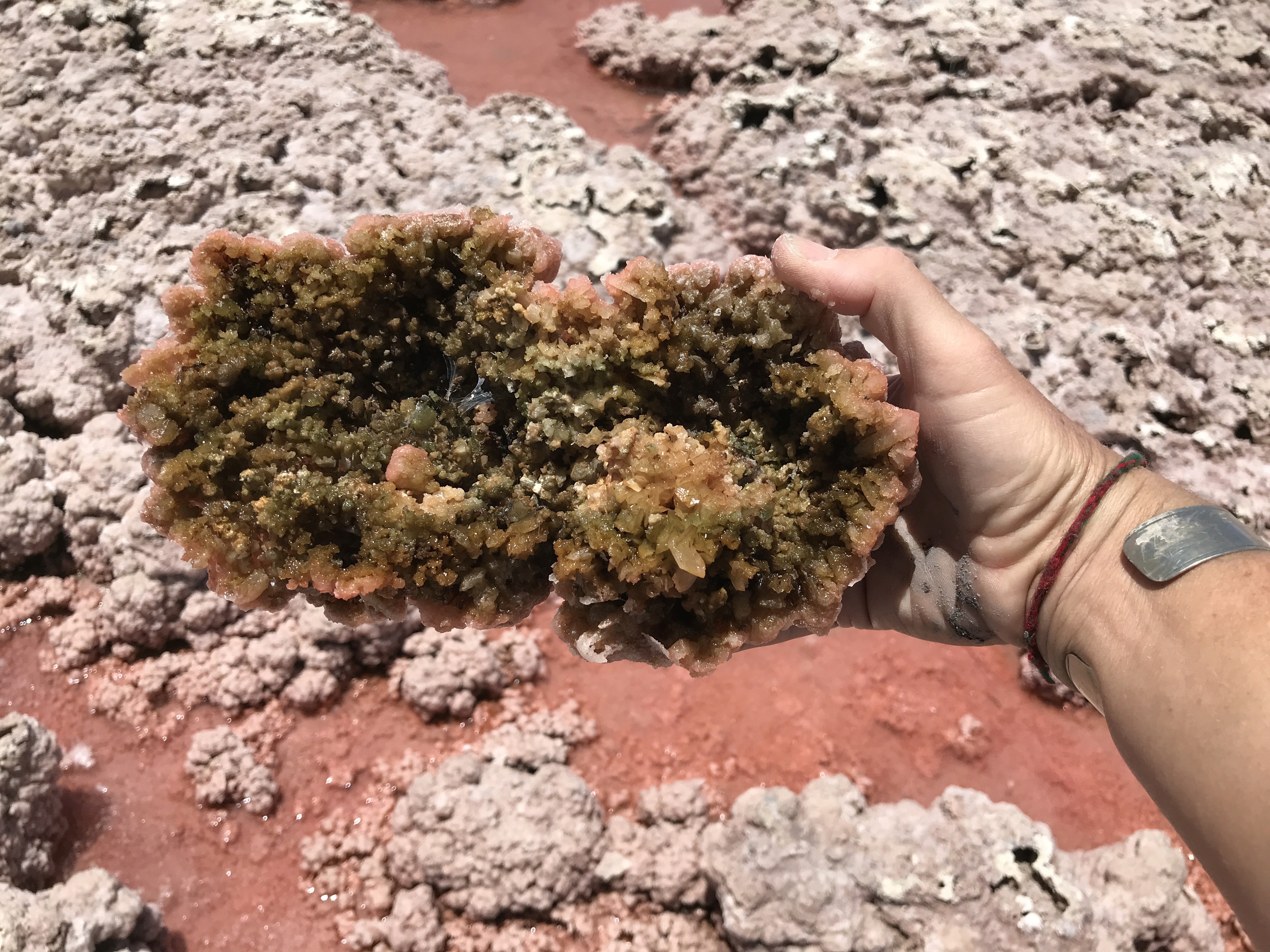 Mano sosteniendo un fragmento de ecosistema microbiano extremófilo formado sobre evaporitas de yeso